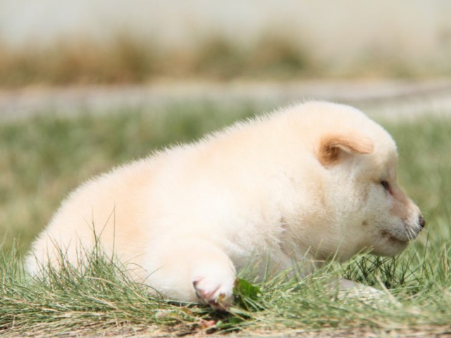 IMG_2130-shibainu-puppy IMG_2130-shibainu-puppy