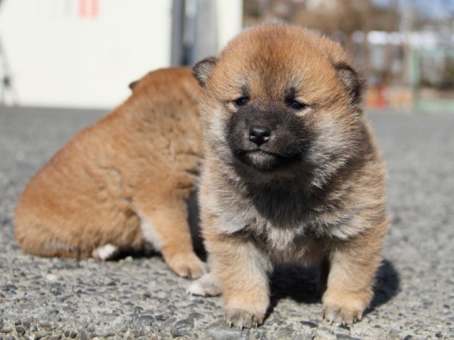 IMG_2134-shibainu-koinu IMG_2134-shibainu-koinu