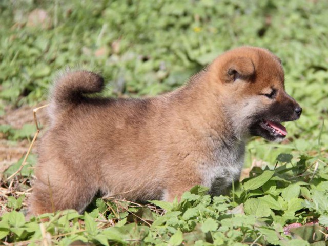 IMG_2206-shibainu-koinu IMG_2206-shibainu-koinu