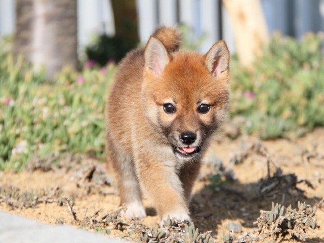 IMG_2207-shibainu-puppy IMG_2207-shibainu-puppy