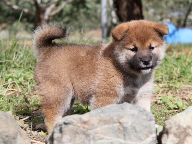 IMG_2213-shibainu-koinu IMG_2213-shibainu-koinu