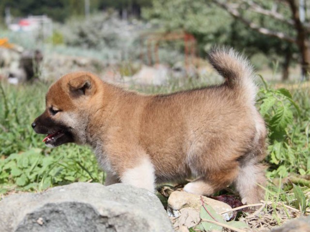 IMG_2214-shibainu-koinu IMG_2214-shibainu-koinu