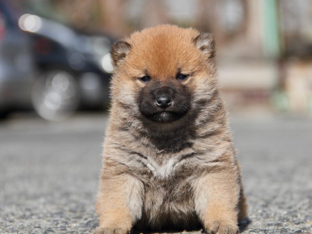 IMG_2220-shibainu-koinu IMG_2220-shibainu-koinu