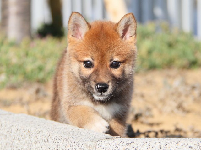 IMG_2221-shibainu-puppy IMG_2221-shibainu-puppy