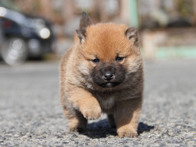 IMG_2223-shibainu-koinu IMG_2223-shibainu-koinu