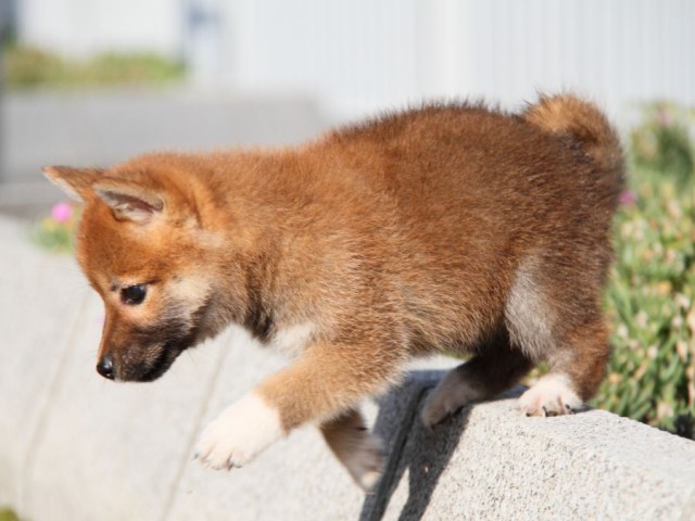 IMG_2253-shibainu-puppy IMG_2253-shibainu-puppy
