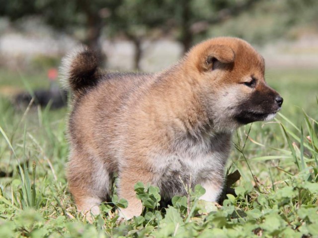 IMG_2259-shibainu-koinu IMG_2259-shibainu-koinu