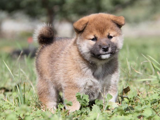 IMG_2263-shibainu-koinu IMG_2263-shibainu-koinu