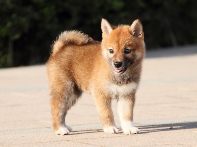 IMG_2274-shibainu-puppy IMG_2274-shibainu-puppy