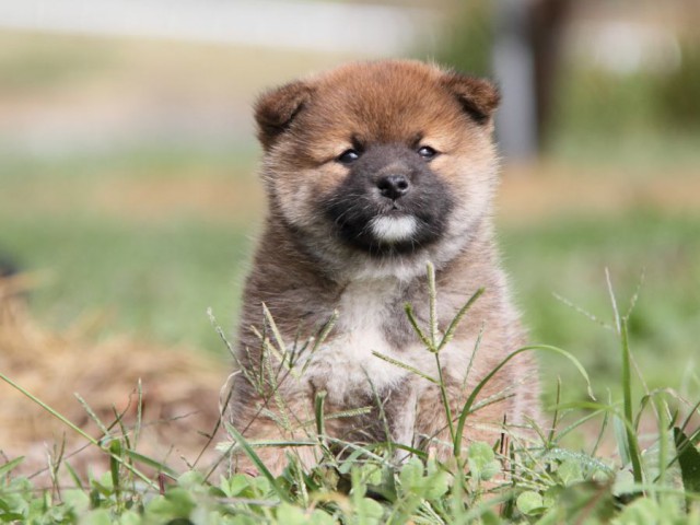 IMG_2277-shibainu-koinu IMG_2277-shibainu-koinu