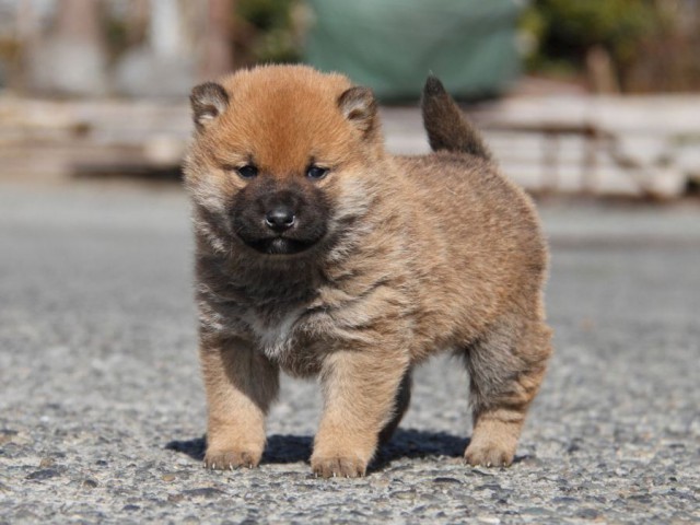 IMG_2287-shibainu-koinu IMG_2287-shibainu-koinu