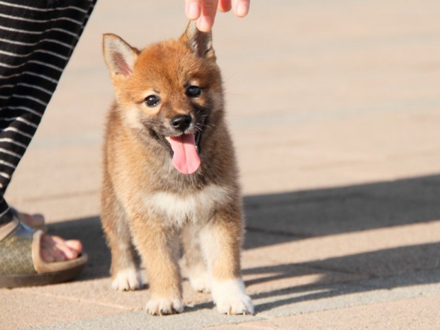 IMG_2305-shibainu-puppy IMG_2305-shibainu-puppy