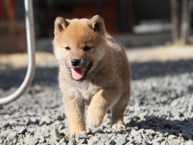 IMG_2330-shibainu-koinu IMG_2330-shibainu-koinu