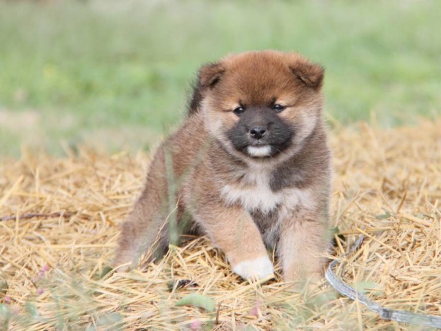 IMG_2331-shibainu-koinu IMG_2331-shibainu-koinu