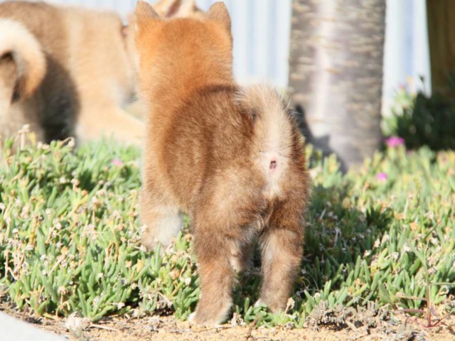 IMG_2340-shibainu-puppy IMG_2340-shibainu-puppy