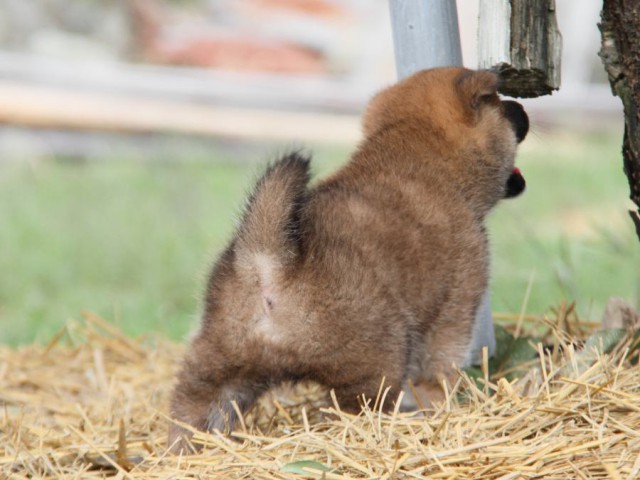 IMG_2343-shibainu-koinu IMG_2343-shibainu-koinu