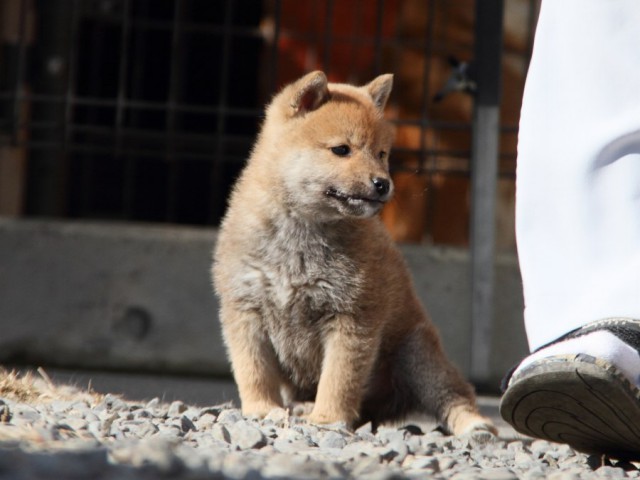 IMG_2346-shibainu-koinu IMG_2346-shibainu-koinu