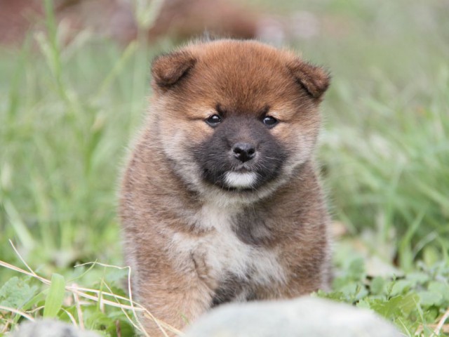 IMG_2354-shibainu-koinu IMG_2354-shibainu-koinu