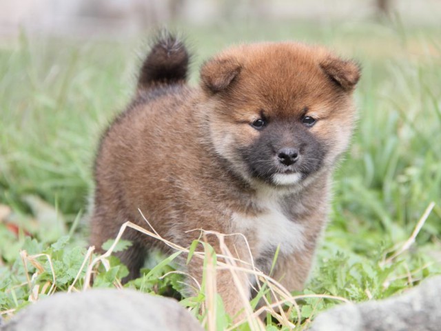 IMG_2361-shibainu-koinu IMG_2361-shibainu-koinu