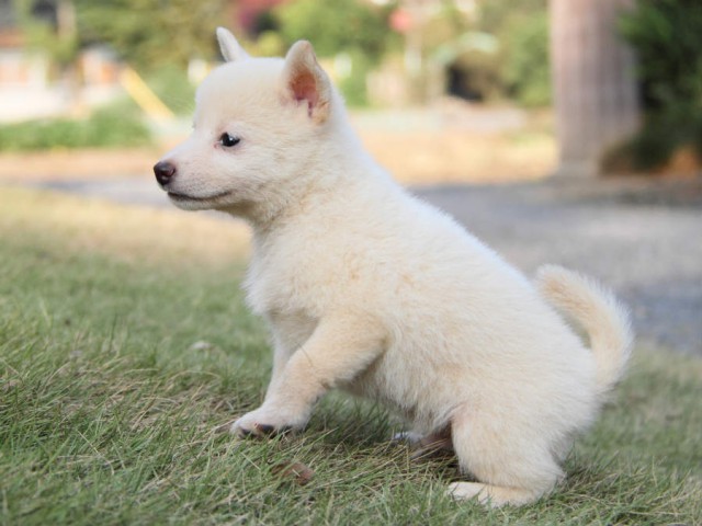 IMG_2367shiba IMG_2367shiba