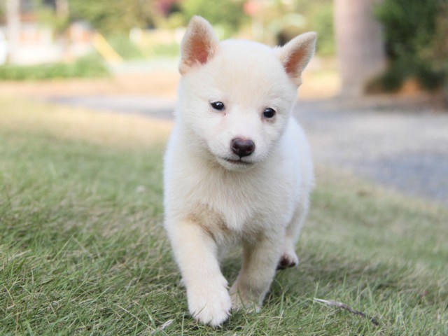 IMG_2369shiba IMG_2369shiba