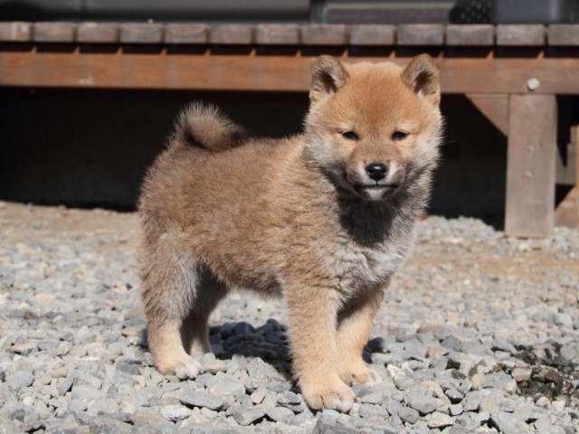 IMG_2386-shibainu-koinu IMG_2386-shibainu-koinu