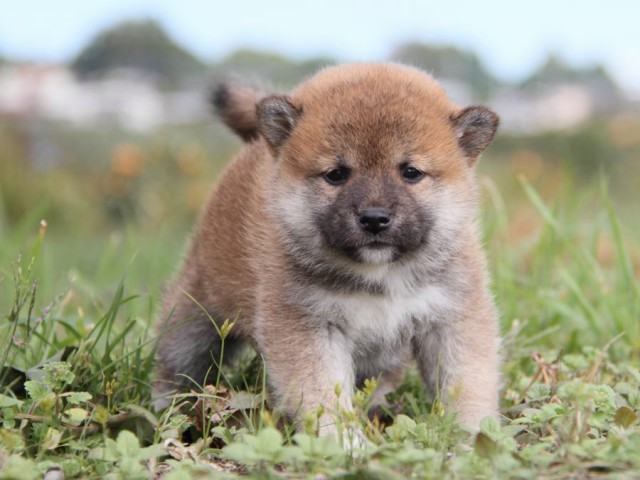 IMG_2393-shibainu-koinu IMG_2393-shibainu-koinu