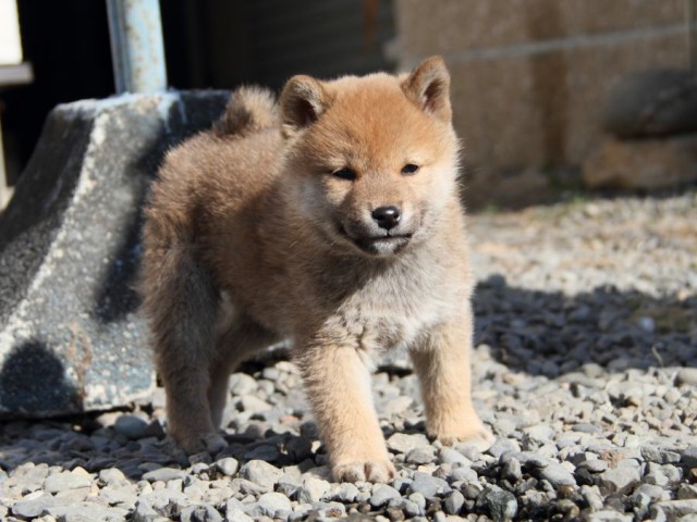 IMG_2396-shibainu-koinu IMG_2396-shibainu-koinu