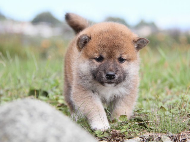 IMG_2402-shibainu-koinu IMG_2402-shibainu-koinu