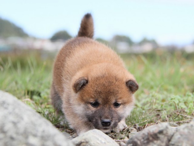 IMG_2405-shibainu-koinu IMG_2405-shibainu-koinu