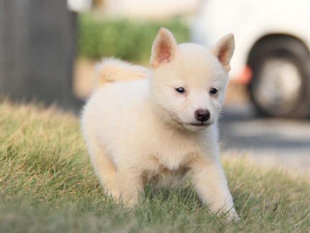 IMG_2405shiba IMG_2405shiba