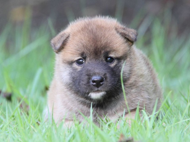 IMG_2407-shibainu-puppy IMG_2407-shibainu-puppy