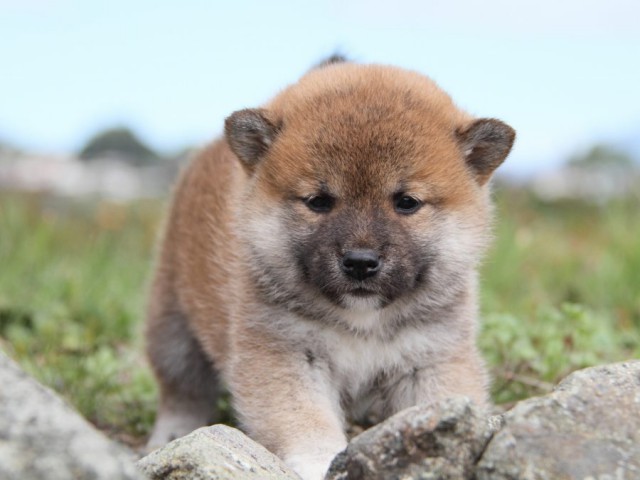 IMG_2411-shibainu-koinu IMG_2411-shibainu-koinu