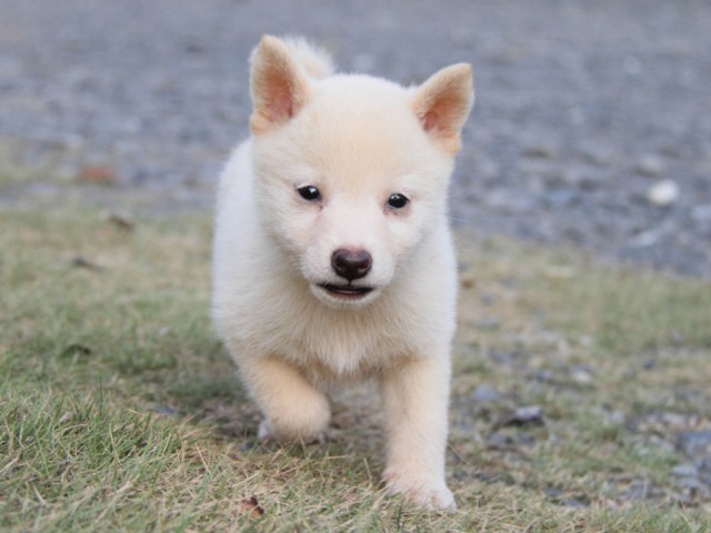 IMG_2412shiba IMG_2412shiba