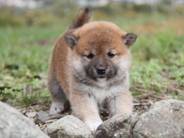 IMG_2413-shibainu-koinu IMG_2413-shibainu-koinu