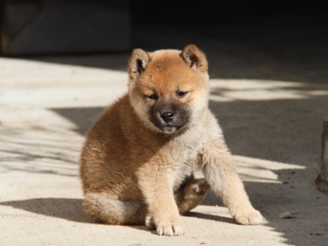 IMG_2427-shibainu-koinu IMG_2427-shibainu-koinu
