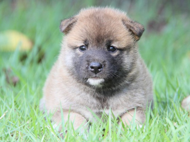 IMG_2446-shibainu-puppy IMG_2446-shibainu-puppy