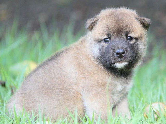IMG_2454-shibainu-puppy IMG_2454-shibainu-puppy