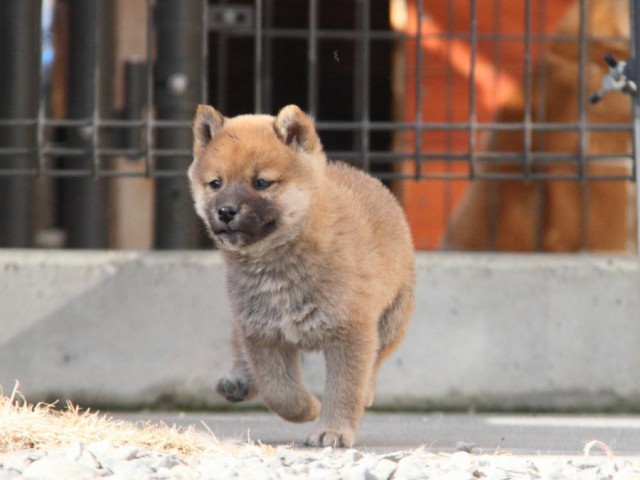 IMG_2462-shibainu-koinu IMG_2462-shibainu-koinu