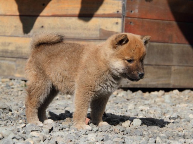IMG_2482-shibainu-koinu IMG_2482-shibainu-koinu
