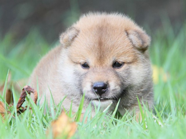 IMG_2488-shibainu-puppy IMG_2488-shibainu-puppy