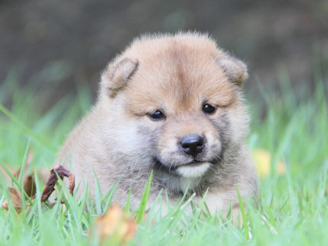 IMG_2496-shibainu-puppy IMG_2496-shibainu-puppy