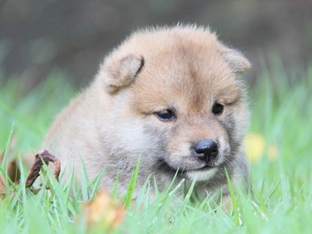 IMG_2505-shibainu-puppy IMG_2505-shibainu-puppy