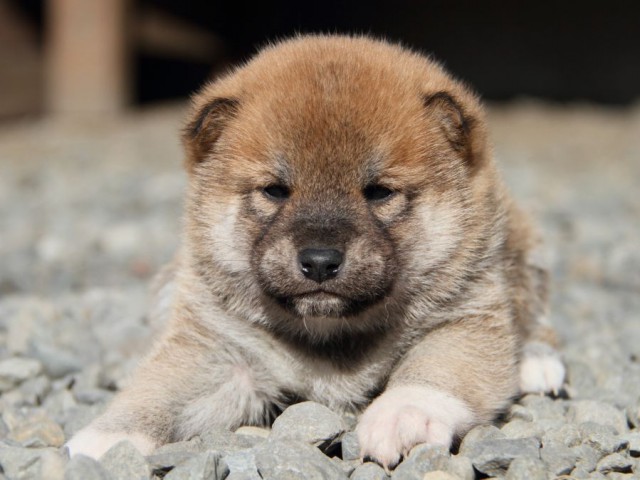 IMG_2593-shibainu-koinu IMG_2593-shibainu-koinu