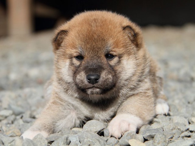 IMG_2598-shibainu-koinu IMG_2598-shibainu-koinu