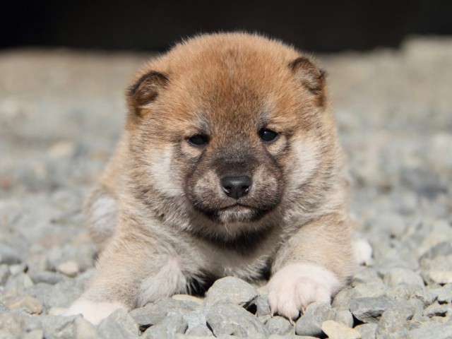 IMG_2600-shibainu-koinu IMG_2600-shibainu-koinu