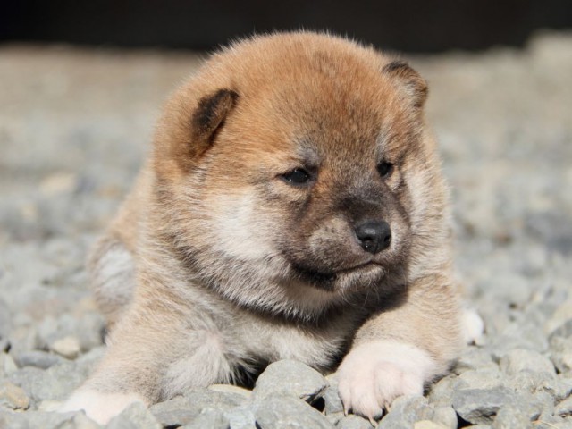 IMG_2604-shibainu-koinu IMG_2604-shibainu-koinu