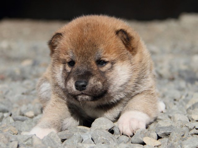 IMG_2610-shibainu-koinu IMG_2610-shibainu-koinu