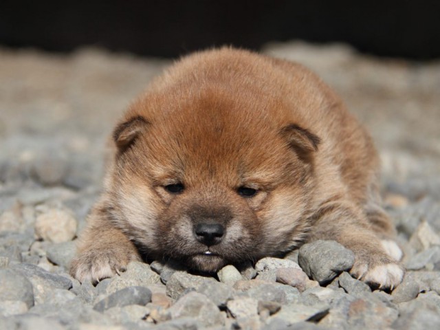 IMG_2619-shibainu-koinu IMG_2619-shibainu-koinu