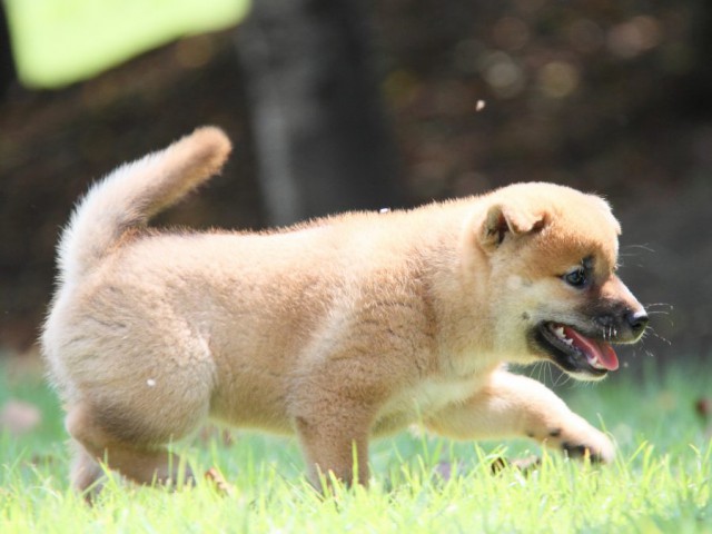 IMG_2624-shibainu-puppy IMG_2624-shibainu-puppy